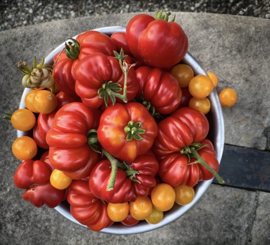 Tomatoes, harvest, vegetable garden, orto