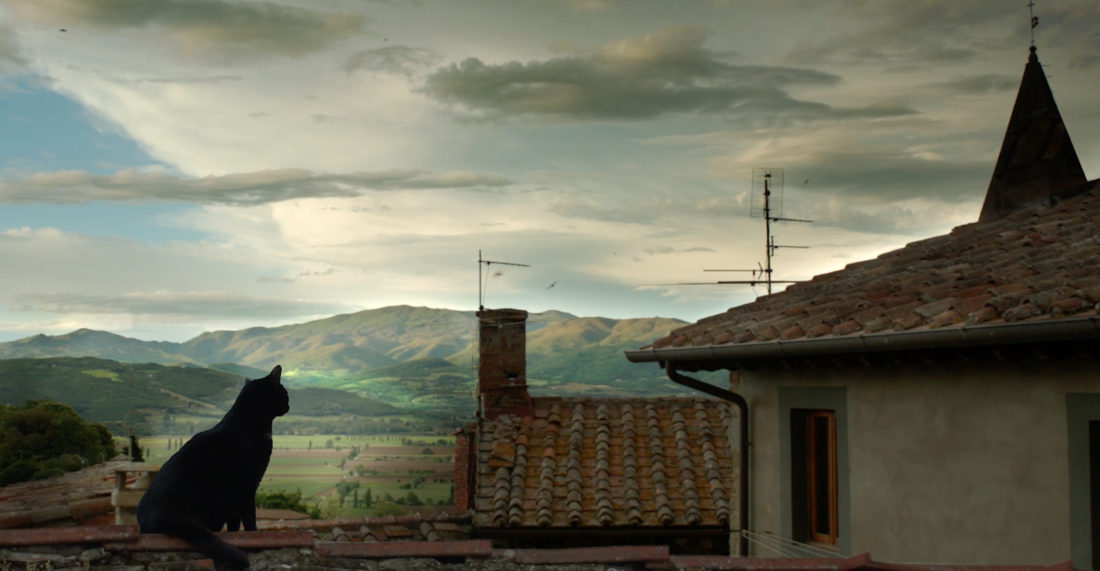 cat on a village roof in Italy