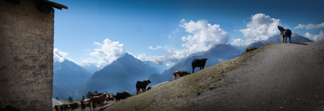 Fontina, cows, Aosta