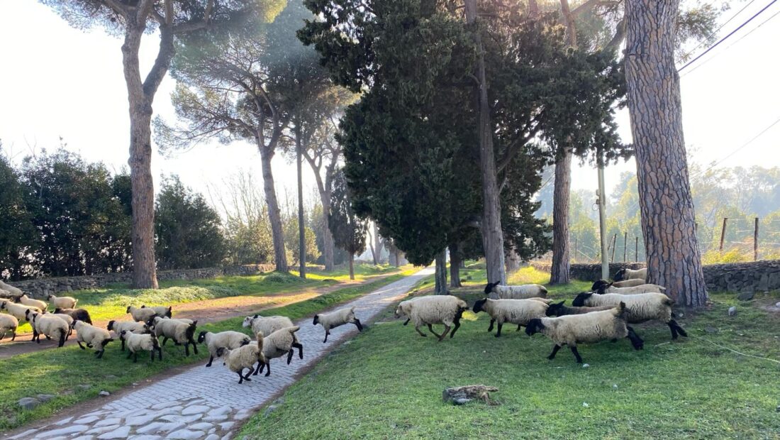 sheep on the Applian Way, Rome